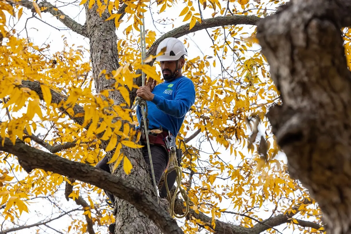 Skilled Tree Pruning crew working in Oakland